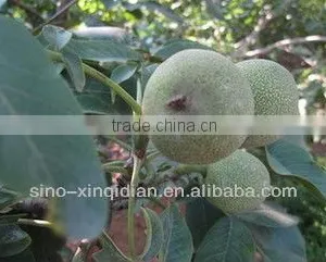Walnut Oil for Cooking thumbnail-1