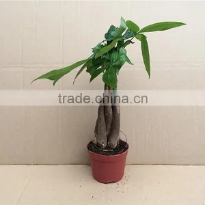 Medium Size Mini Money Tree thumbnail-4