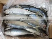 HORSE MACKEREL FISH thumbnail-1