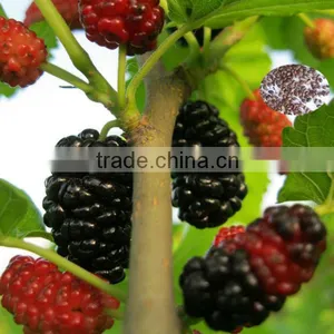 Tree Seeds Mulberry Seeds for Planting Both for Leaves and for Fruits thumbnail-1