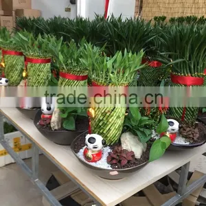 Dracaena Sanderiana Sander thumbnail-3