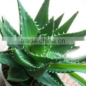 Aloe Polysaccharide Manufacture With ISO, GMP, HACCP, KOSHER, HALAL Certificated thumbnail-1