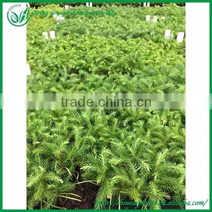 5-10CM Aruacaria Excelsa Seedings for Wholesale thumbnail-2
