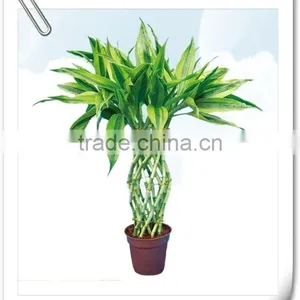 Lucky Bamboo thumbnail-1