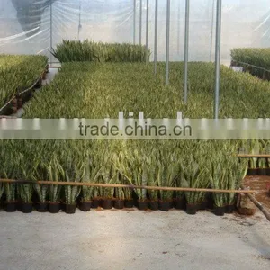 Sansevieria Laurentii thumbnail-1