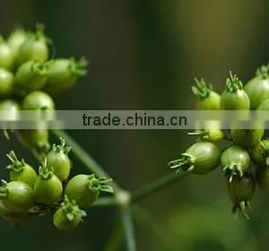 CORIANDER LEAF OIL thumbnail-3