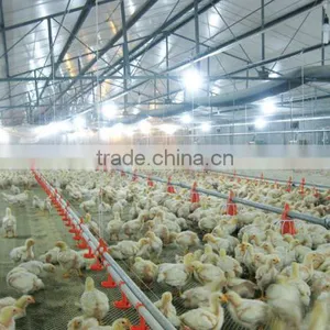 Automatic Poultry Equipment for Broiler Chicken thumbnail-3