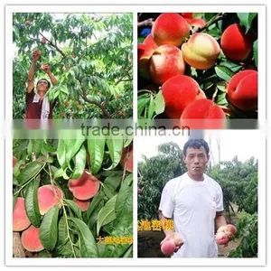 45% Organic Fertilizer thumbnail-5