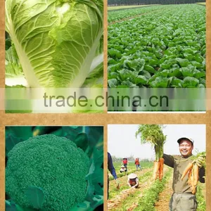 Neweek Agricultural Home Saving Power Hand Vegetable Manual Seeder thumbnail-6