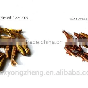 Dried Grasshopper For Bird Food thumbnail-5