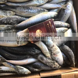 Competitive Price Wholesale Round Frozen Sardine for Canning thumbnail-2