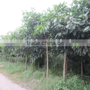 Ficus Altissima Field thumbnail-1