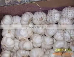 Pure White Garlic 6.0cm 10kg Carton thumbnail-1