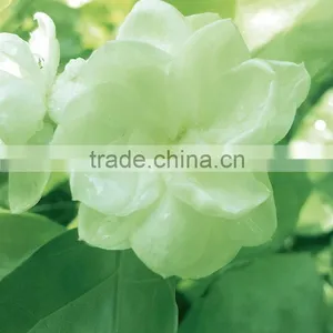 Super Quality Useful Jasmine Export thumbnail-1