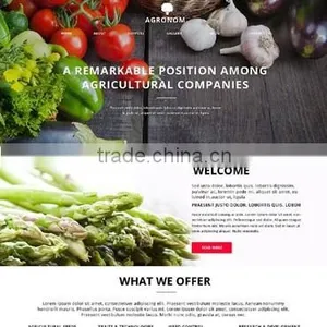 Website Web Design thumbnail-4