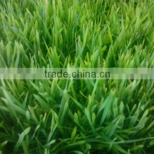 Seedling Planting Machine/oat Sprout Machine/ Wheat Sprout Machine thumbnail-4