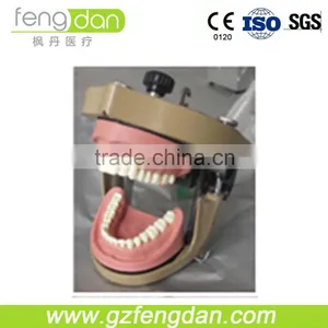 Dental Supply High Quality a Advanced Dental Manikin thumbnail-4