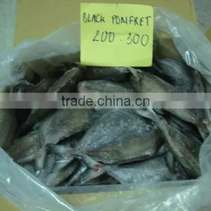 FROZEN BLACK POMFRET WHOLE ROUND thumbnail-1