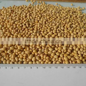 Soy, Soya Beans thumbnail-1