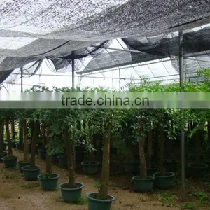 Heteropanax Fragrans (Roxb.) Seem of Indoor Outdoor Ornamental Bonsai Plants thumbnail-3