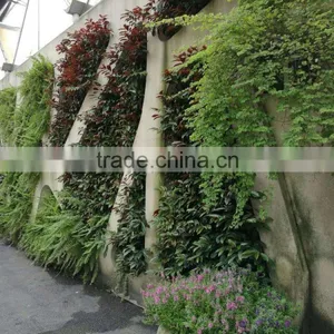 Vertical Ornamental Plants thumbnail-1
