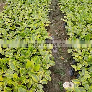 Ficus Elastica Roxb.'Schryver Iana' Tree Seedling thumbnail-3