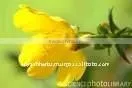 EveningPrime Rose Oil thumbnail-1