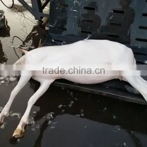 Hair Removal Machine for Sheep Goat/ Sheep Goat Dehairing Machine thumbnail-6