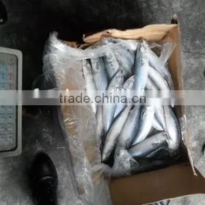 Frozen Pacific Saury Whole Round thumbnail-1