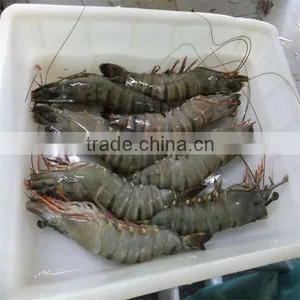 Frozen Shrimp and Seafood Fresh thumbnail-1