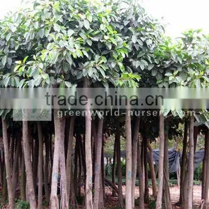 Ficus Altissima in Land thumbnail-1