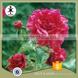 MY TEST Herbaceous Peony Plant Root thumbnail-4