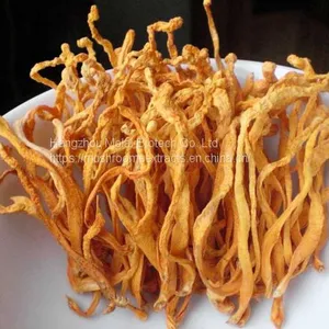 Medical Cordyceps Powder thumbnail-1