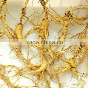 China Changbai Mountian Old Wild Ginseng Panax Roots Price thumbnail-1