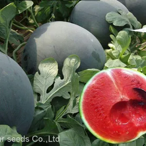 750pcs f1 Hybrid Red and Yellow Seedless Watermelon Seeds for Planting thumbnail-3