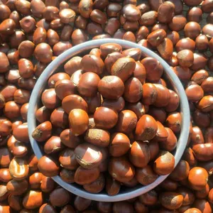 Bulk Jingdong Qinglong Chestnuts | Yanshan Mountain China Chestnut Factory thumbnail-3
