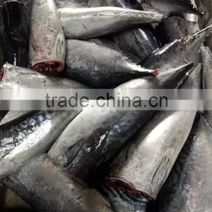 Frozen Best Quality Processed Bonito Tuna thumbnail-3