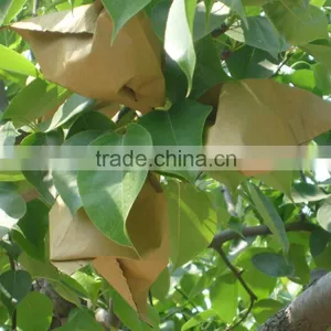 Huangguan Pear/ Crown Pear / Golden Pear thumbnail-4