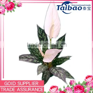 Indoor 2.7 Foot White Flower Green Leaves Spathiphyllum Potted Decorative Plant thumbnail-1