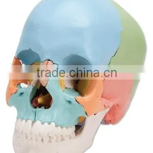 Colored Skull Model - 22 Parts thumbnail-1