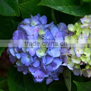 Beauty High Quality Hydrangea Fresh Flower Global Distribution thumbnail-1
