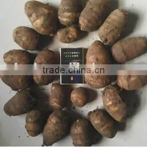Chinese Fresh Taro With Good Quality thumbnail-2