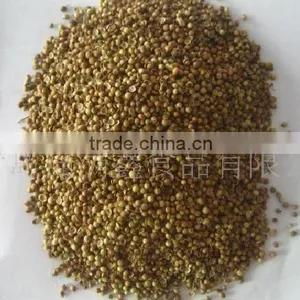 Coriander thumbnail-1