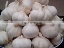 GARLICS thumbnail-1