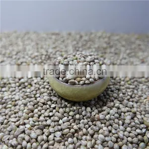 Hemp Seeds for Sale thumbnail-2