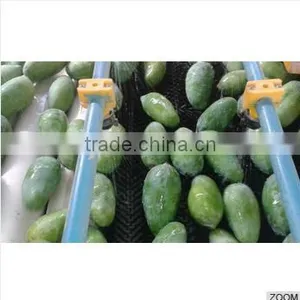 Fresh Mango (Processed / Washed) thumbnail-2