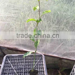 Grafted Passion Fruit Tree Seedlings thumbnail-5