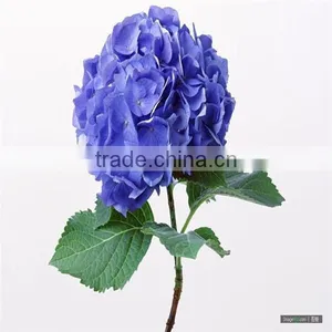 Best Quality Fresh Hydrangea Export From China thumbnail-2