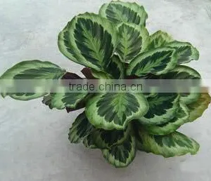 Calathea Silhouette thumbnail-1