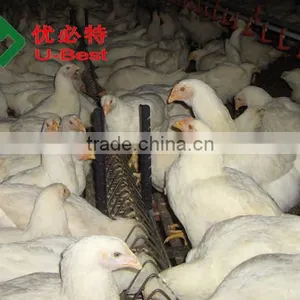Popular Chicken Automatic Feeder and Drinker for Broiler Parent Breeder thumbnail-1